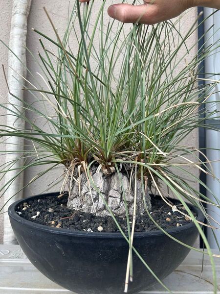 カリバナスフーケリー 塊根植物