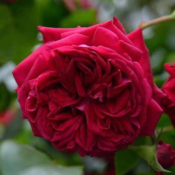 【バラ挿木苗】 深紅の薔薇 濃厚な香り 強健品種 バラ 苗 ③