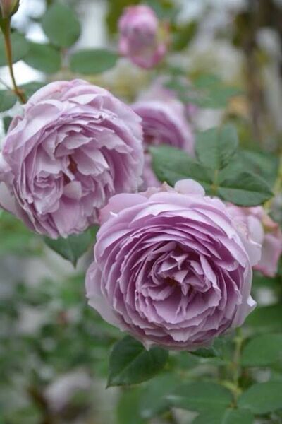 【バラ挿木苗】 藤色 青薔薇 きらめく庭の宝石 バラ 苗 ① 大きな苗
