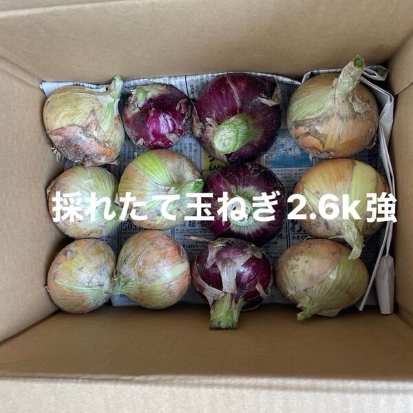 採れたて新鮮野菜詰め合わせ80センチサイズ