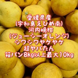 愛媛県産 訳ありジューシーオレンジ 河内晩柑8kg〜10kg