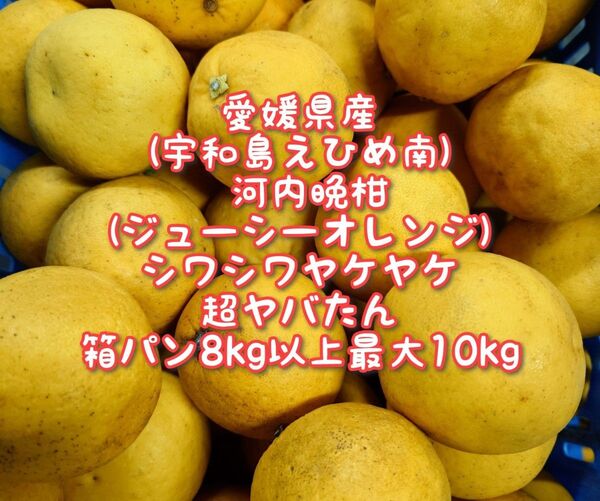 愛媛県産 訳ありジューシーオレンジ 河内晩柑8kg〜10kg