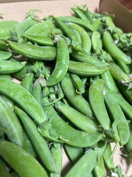 静岡県産 農薬不使用 スナップエンドウ 500グラム