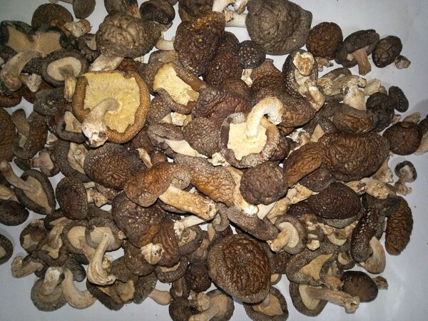 干し椎茸500g