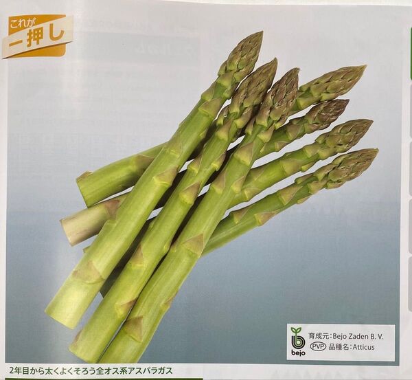 全雄アスパラガス ウエルカムAT種子 20粒