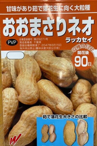 極大粒落花生おおまさりネオ種子15粒