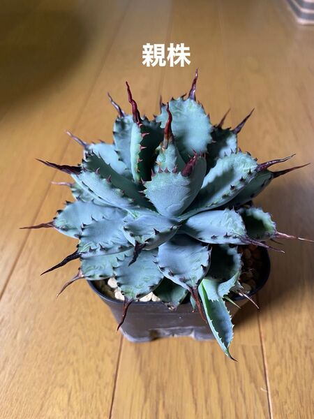 アガベ ハイブリッド 曲刺八荒雷神 子株 4枚5枚目① カキコ