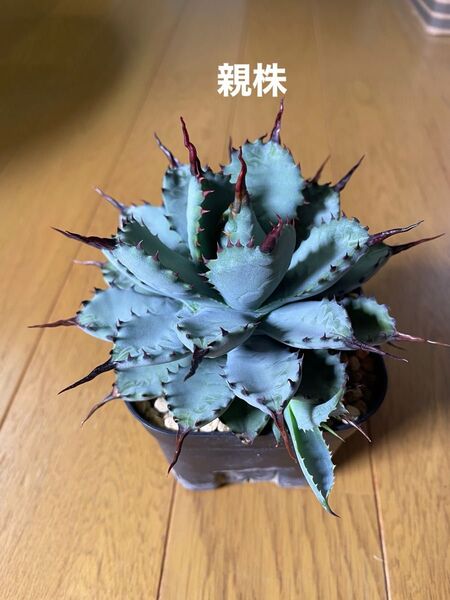 曲刺八荒雷神 子株 4枚目 カキコ アガベ