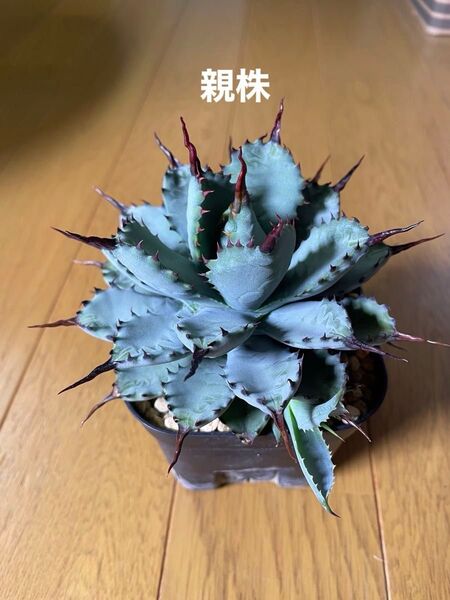 アガベ ハイブリッド 曲刺八荒雷神 子株 4枚目5枚目② カキコ