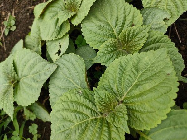 エゴマ えごま 荏胡麻苗 8株以上農薬不使用 野菜苗