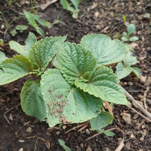 エゴマ えごま 荏胡麻苗 6-7株以上農薬不使用 野菜苗