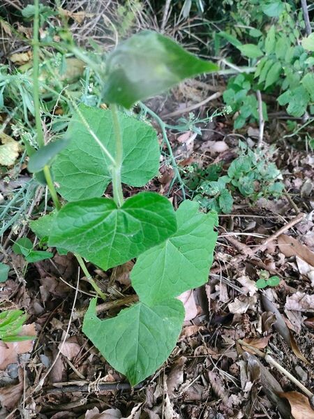ハヤトウリ苗 2 苗 野菜苗 緑 農薬不使用