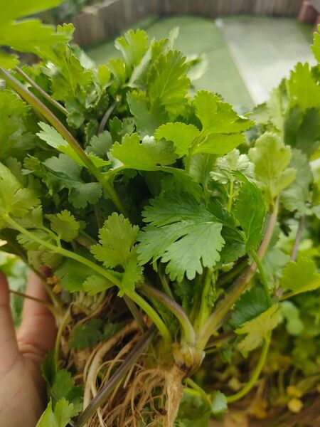 ラスト!パクチー300g 前後 ラストインド料理 野菜