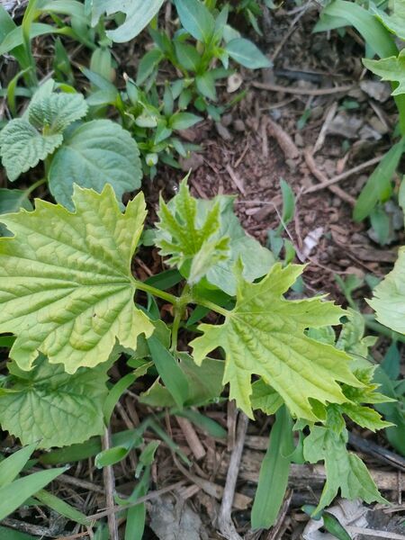 激レア!ミニゴーヤ苗 3 株 ニガウリ苗 苦瓜 苗 野菜苗