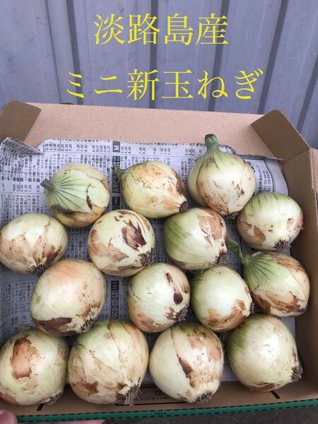 淡路島産ミニ新玉ねぎ
