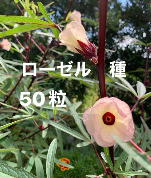 ローゼル 赤 種 50粒