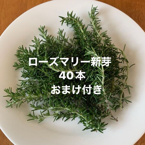 無農薬 ローズマリー新芽 40本・おまけ ハーブ
