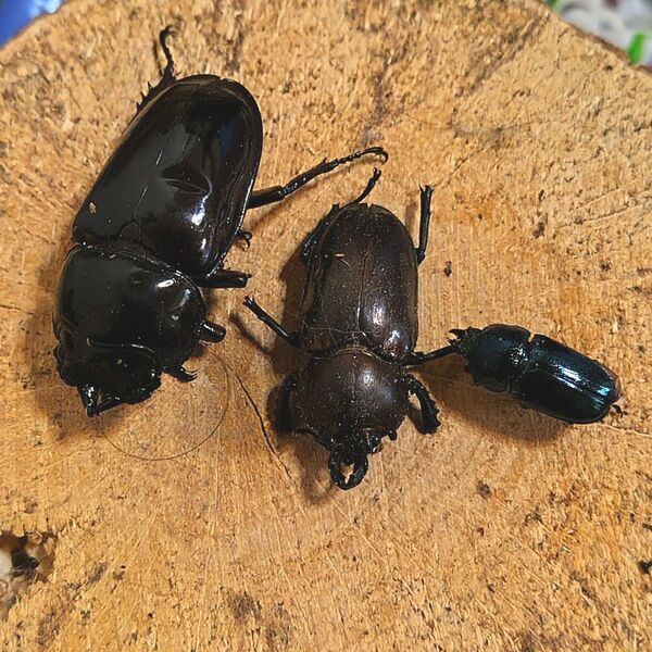 外国産 クワガタ ♀ 死虫 標本 昆虫