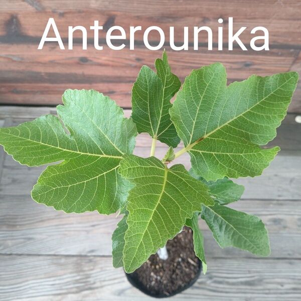 Anterounika いちじく3年生苗