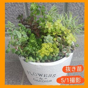 多肉植物・ミニ寄せ植え・根付き・11種類・ゆうパケットポストmini発送