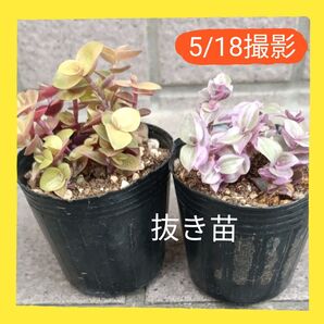 多肉植物・カリシア抜き苗・根付き2種類・ゆうパケットポストmini発送