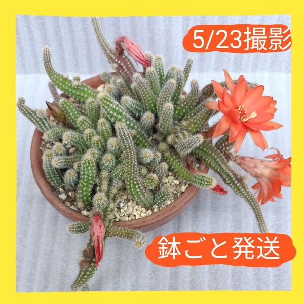 多肉植物・白檀サボテン・根付き・白檀抜き苗・鉢ごと・ヤマト宅急便発送
