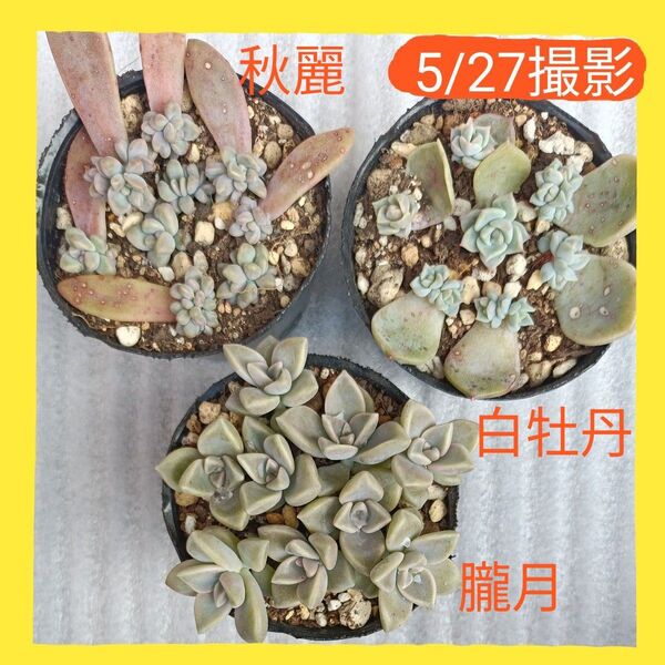 多肉植物・葉挿し・葉挿し苗・葉挿しっ子根付き・朧月・秋麗・白牡丹・3種類・ゆうパケットポストmini発送