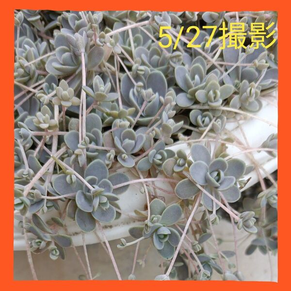 多肉植物・子持ち蓮華・カット苗・ネコポス発送・オマケで、カットしてもう少し入れます