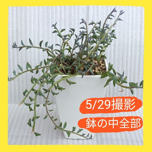 多肉植物・ドルフィンネックレス・抜き苗・根付き7本+オマケで数本カット苗増量しました・ネコポス発送