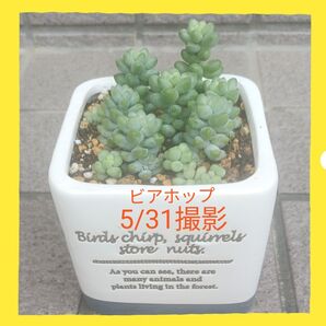 多肉植物・ビアホップ・新玉つづり・抜き苗・ゆうパケットポストmini発送