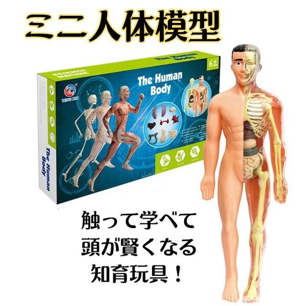 ミニ 人体模型 知育玩具 人体骨格模型医学 解剖モデル フィギュア おもちゃ