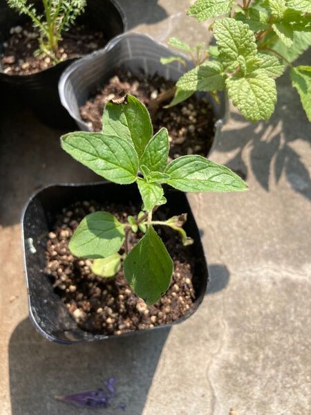 【6種ハーブ苗セット】コモンセージ、キャットミント、ナスタチウム(金蓮花)、スイートマジョラム、オレガノ、レモンバーム