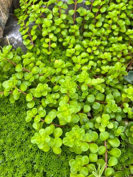 多肉植物セダム カット苗