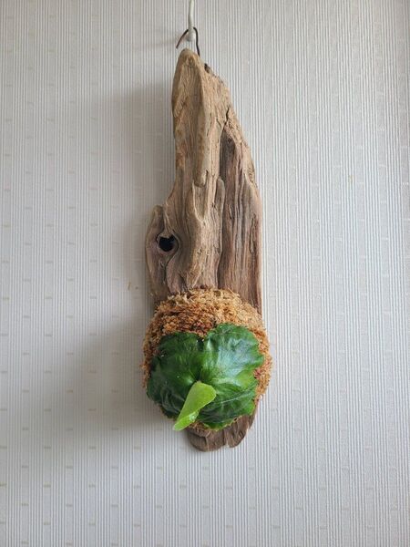 流木着生 ビカクシダ コウモリラン ダウボーイ