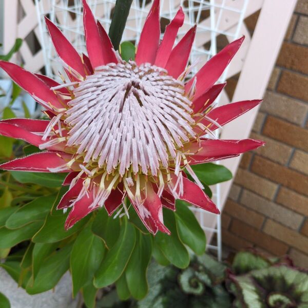 キングプロテア リトルプリンス 生花切り花 1本