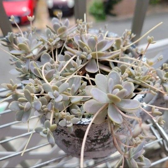 子持ち蓮華 カット苗 10カット
