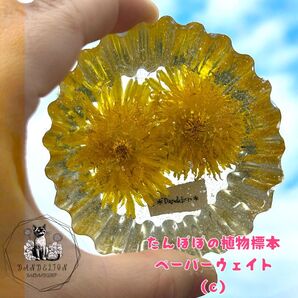 (C)たんぽぽの植物標本 インテリア ペーパーウェイト 置物 2液性レジン ハンドメイド ドライフラワー 花 標本