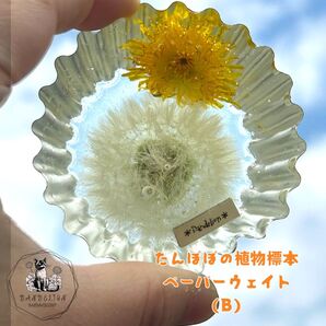 (B)たんぽぽ入りペーパーウェイト ドライフラワー 植物標本 2液性レジン インテリア 置物 植物 ハンドメイド