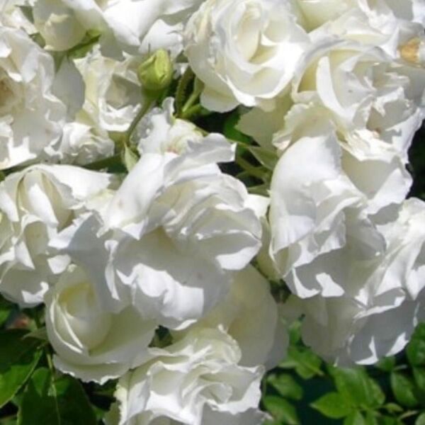 つるバラ サマースノー 正規品 薔薇苗 一季咲き 大苗 返り咲き バラ つる