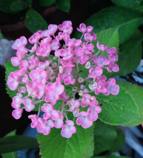 渦あじさい挿し穂5本。花の種 3種。