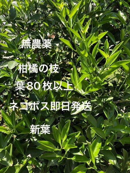 無農薬 アゲハ蝶のエサ 柑橘系の枝 葉80枚以上 ネコポス即日発送
