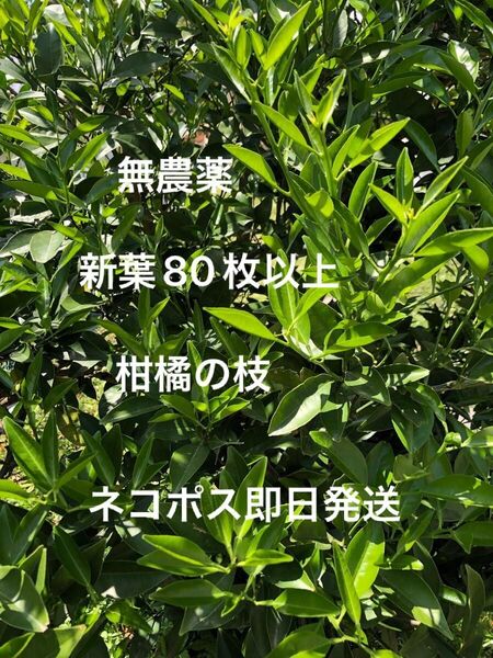 無農薬 アゲハ蝶のエサ 柑橘系の枝 葉80枚以上 ネコポス即日発送