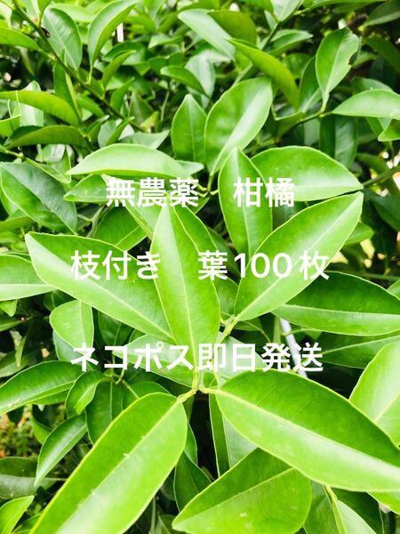 アゲハのえさ 無農薬 柑橘系の枝 葉100枚くらい ネコポス即日発送