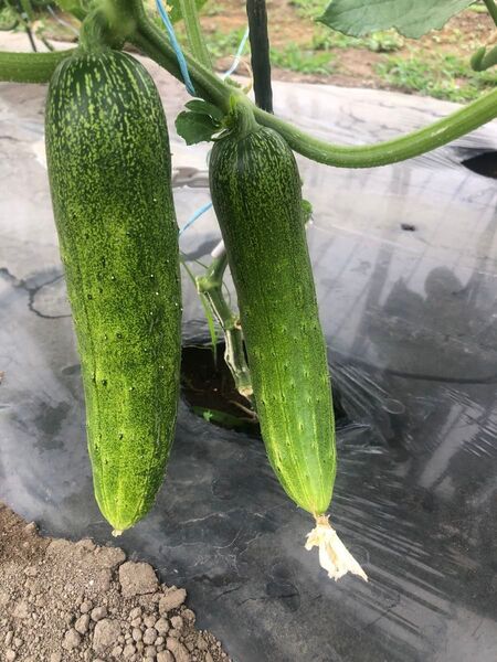 ホウスきゅうり、中国野菜 、旱黄瓜 、酵素栽培3kg入り