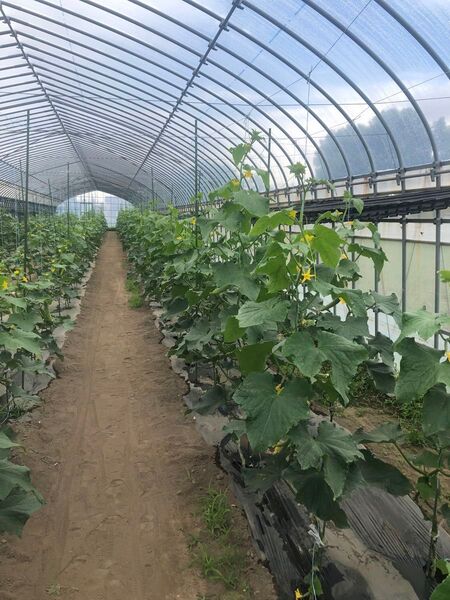 ホウスきゅうり、中国野菜 、旱黄瓜 、酵素栽培3kg入り