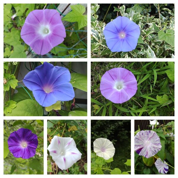 朝顔の種 80粒以上 花 種子 夏 あさがお アサガオ