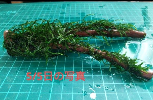 水草 南米ウィローモス 流木付き