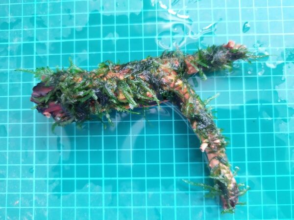 水草 南米ウィローモス 流木付き
