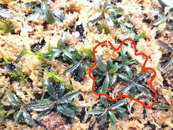 ブセファランドラspクダガン群生株 水上葉
