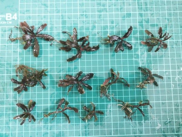 ブセファランドラspクダガン 水上葉 12株